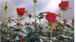 Những lời chúc làm nức lòng phái đẹp 8/3