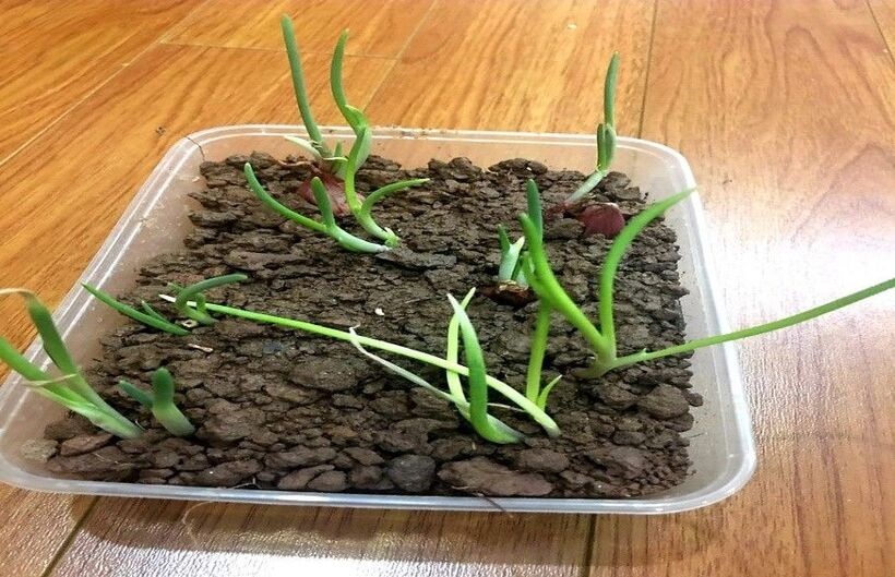 Trường THCS Nguyễn Trãi với các hoạt động hưởng ứng Ngày Trái Đất