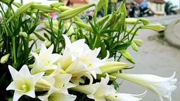 Tháng 4 về, gió hát mùa hè!