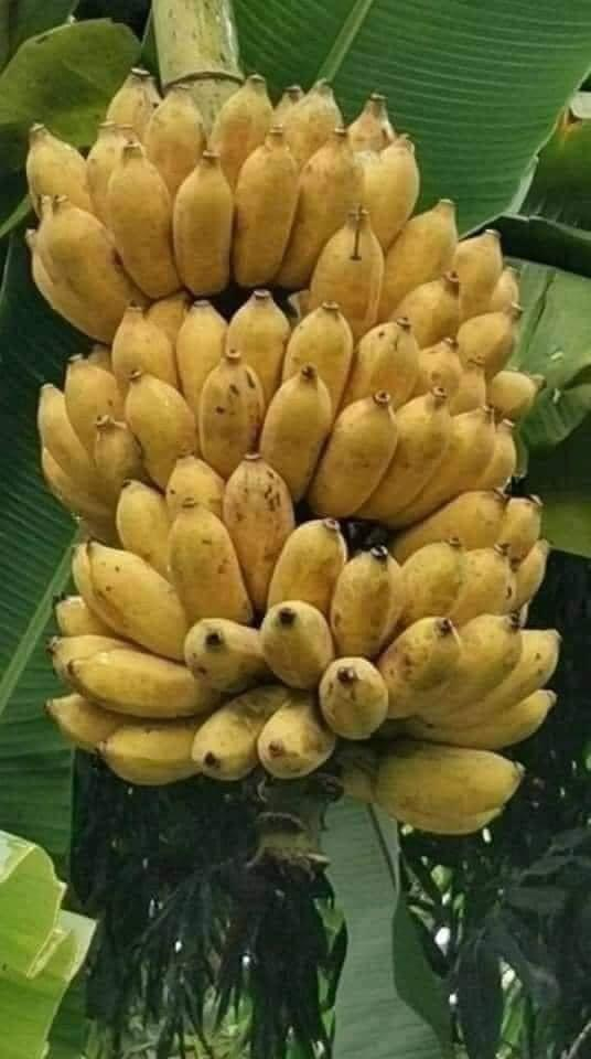 Câu chuyện về cây chuối