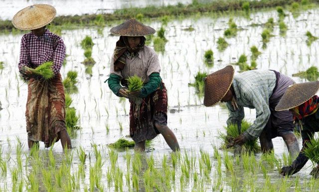 Biến đổi khí hậu ảnh hưởng đến thực phẩm như thế nào?