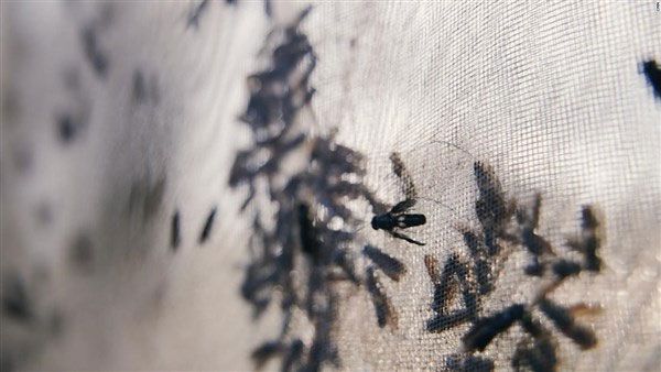 Dùng côn trùng biến rác thải thành “vàng”