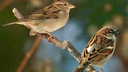 CÁI GÌ VẬY CON !