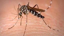 Bài Tuyên truyền dịch sốt xuất huyết