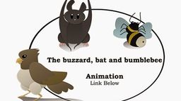 BÀI HỌC TỪ CHIM Ó, DƠI VÀ ONG NGHỆ