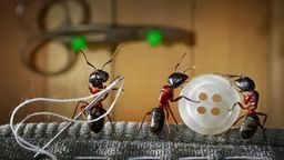 Bài học từ loài kiến bé nhỏ