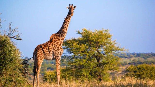 Hươu cao cổ có bị sét đánh nhiều hơn các loài động vật khác không?