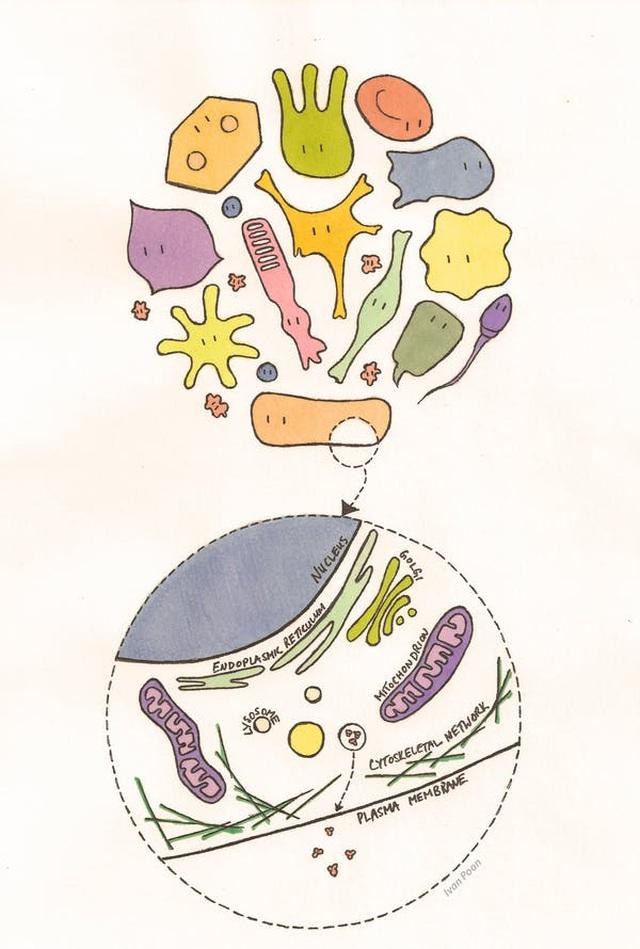 Tế bào được tạo nên từ gì?