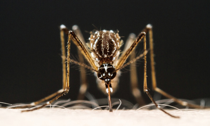 Mùi cơ thể biến thành 'nam châm' hút muỗi