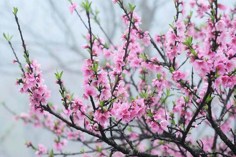 Mùi hương và âm thanh của mùa Tết